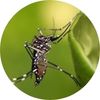 Buy Mosquito Protection